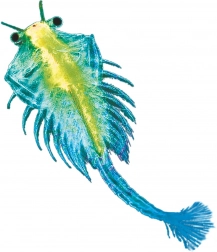 Kosmos animaletto acquatico – artemia