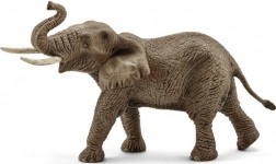Elefante africano - maschio