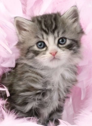 Puzzle Gattino Carino 500 pezzi