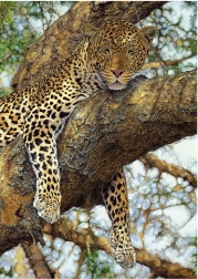 Puzzle Leopardo 1000 pezzi