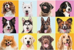 Puzzle 60 pezzi – teneri cuccioli TREFL