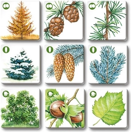 Splendide illustrazioni realistiche per una migliore memorizzazione