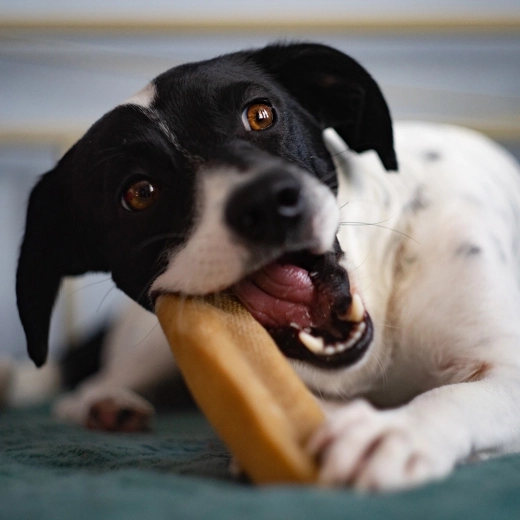 Snack duro per denti più sani