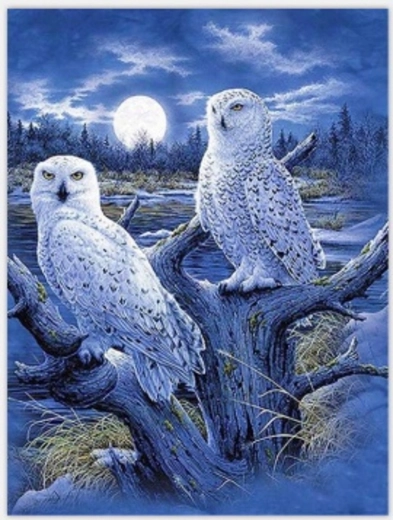 Norimpex dipingere con i numeri Gufi e luna 40 × 50 cm
