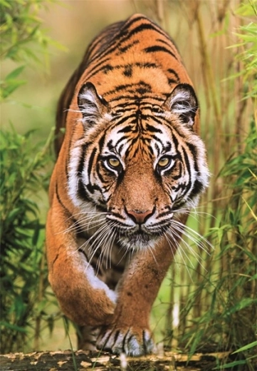 Motivo realistico di tigre ricco di dettagli