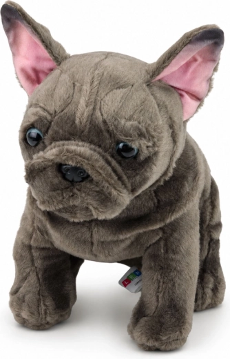 Dettagli realistici del bulldog francese
