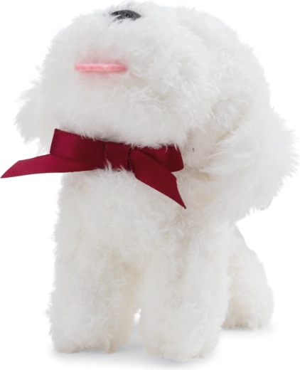 Grazioso bichon con fiocchetto