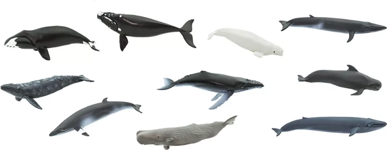 10 specie di balene in un unico tubo