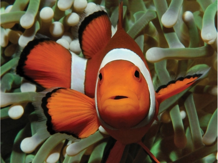 Motivo affascinante del mondo sottomarino