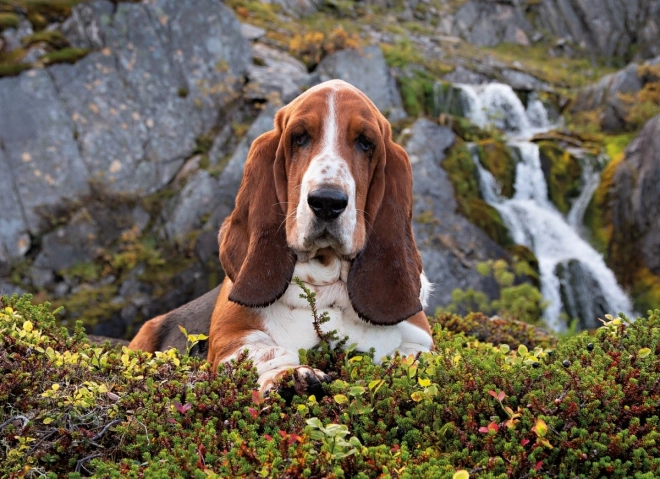 1000 pezzi per divertimento e allenamento della concentrazione