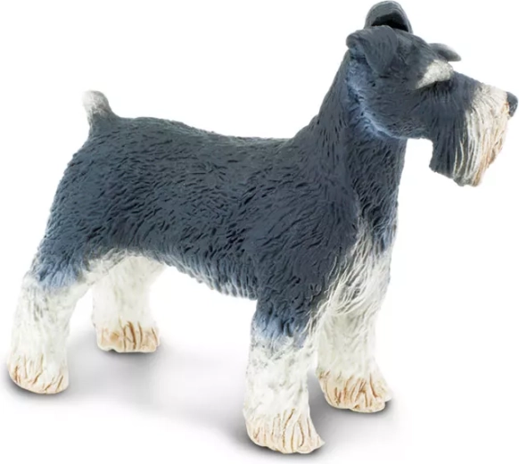 Dettagli fedeli dello schnauzer