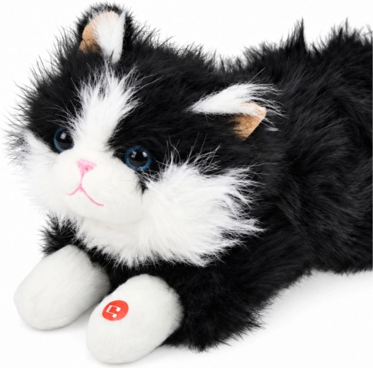 Adorabile aspetto bianco e nero