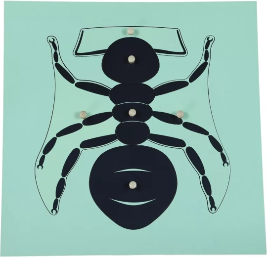 Puzzle Montessori formica