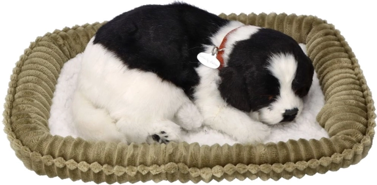 Cucciolo di border collie che respira da adottare
