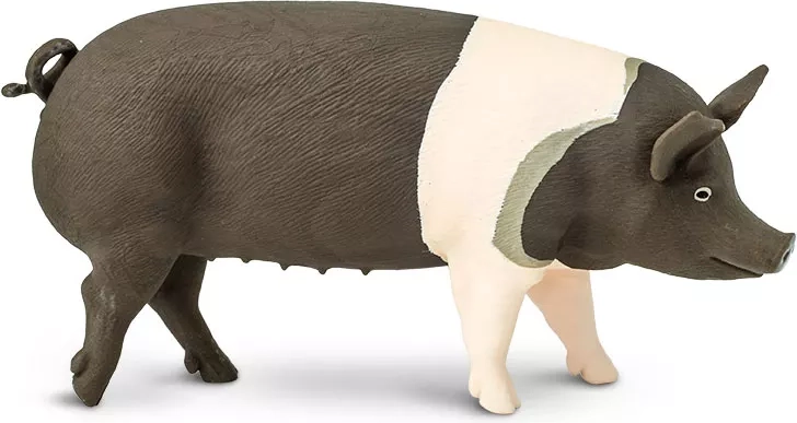 Figura di maiale Hampshire Safari Ltd. - 1 pezzo