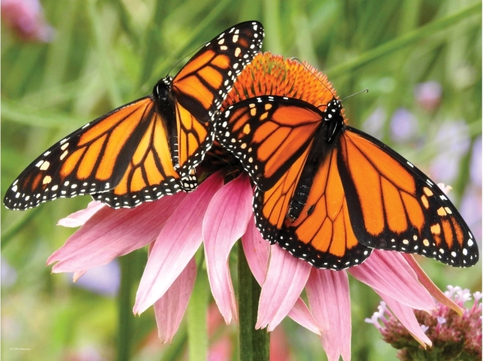 Realistico effetto 3D delle farfalle