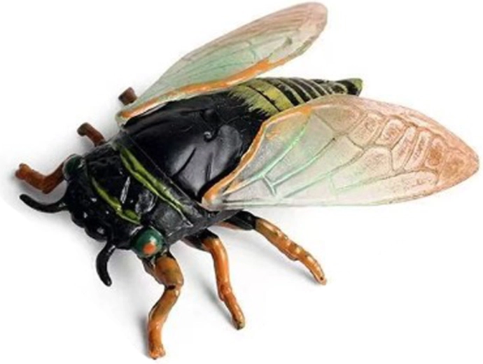 Cicala 6 cm
