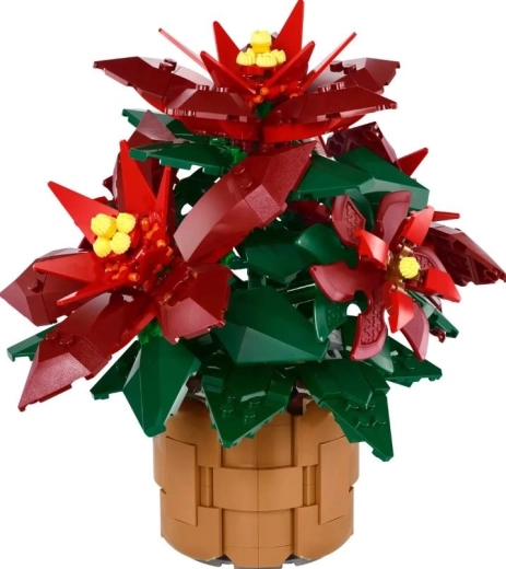 Poinsettia Grande Italia dettagliata in un vaso intrecciato