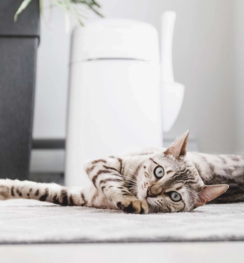 Accessori pratici e trasporto