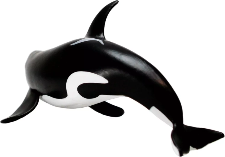 Aspetto unico dell’orca di tipo D