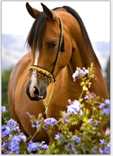Norimpex dipingere con i numeri Cavallo tra i fiori 40 × 50 cm