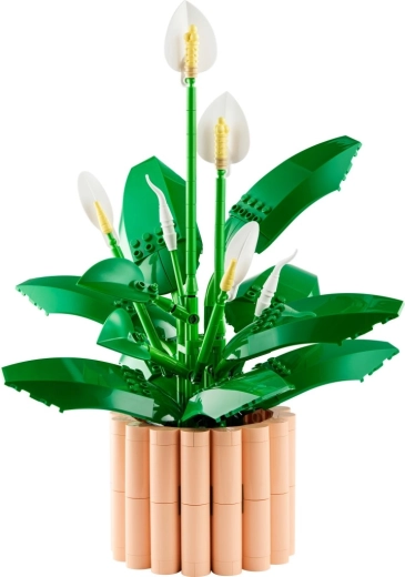 Fiori in diverse fasi di fioritura