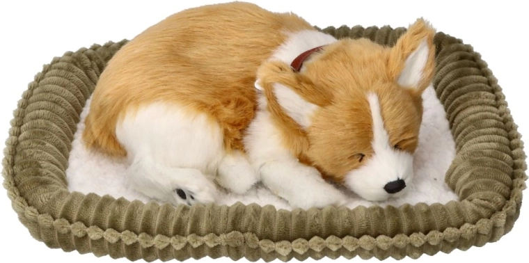 Cucciolo di Corgi che respira