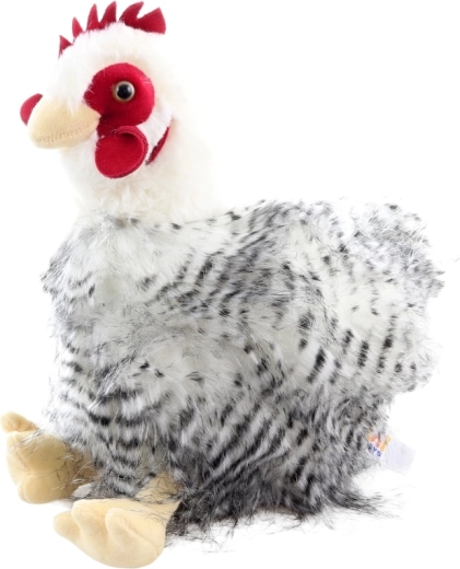 Aspetto allegro della gallina