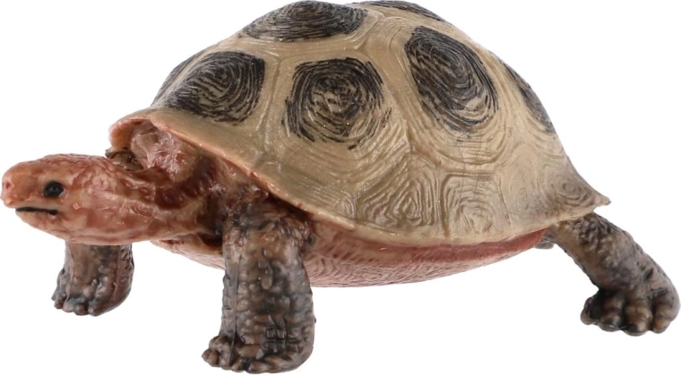 Aspetto realistico della tartaruga