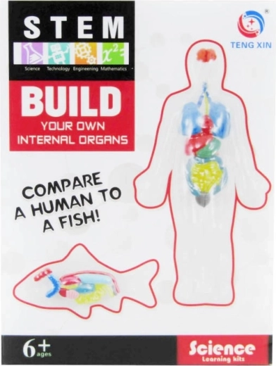 set creativo – creazione di organi interni con plastilina