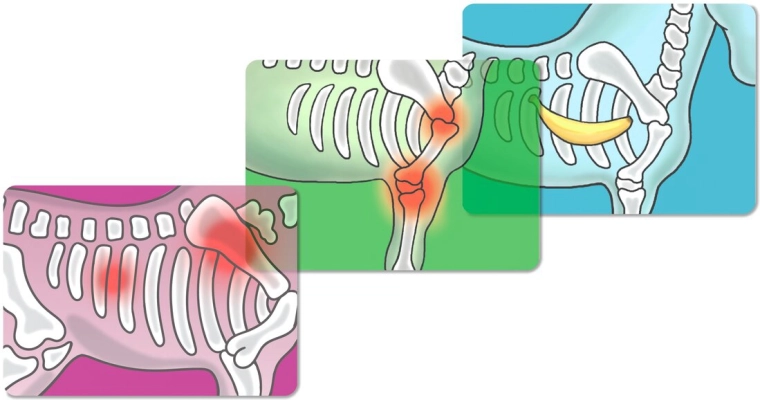 Radiografia e diagnosi come quelle vere