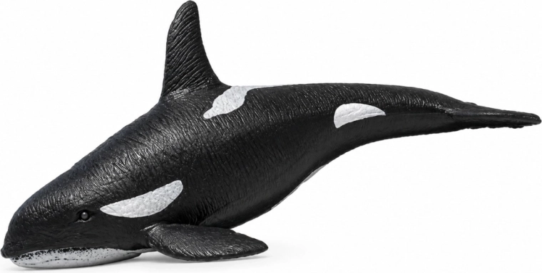 Dettagli realistici dell’orca