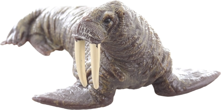 Ideale per apprendimento e collezione