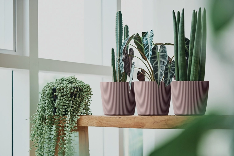 Ideale per piante più piccole