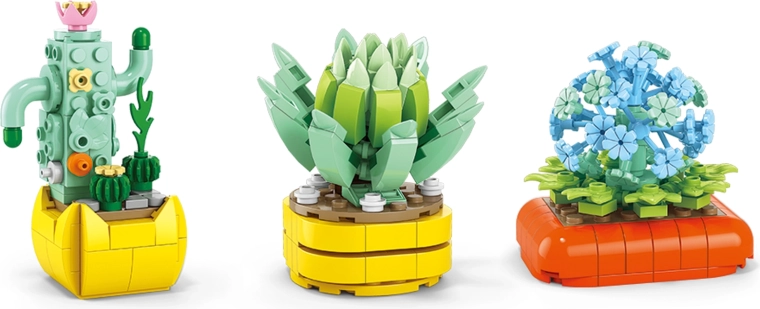 Cactus e succulente senza cura