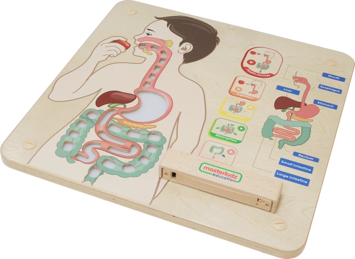 Supporto anatomico intuitivo