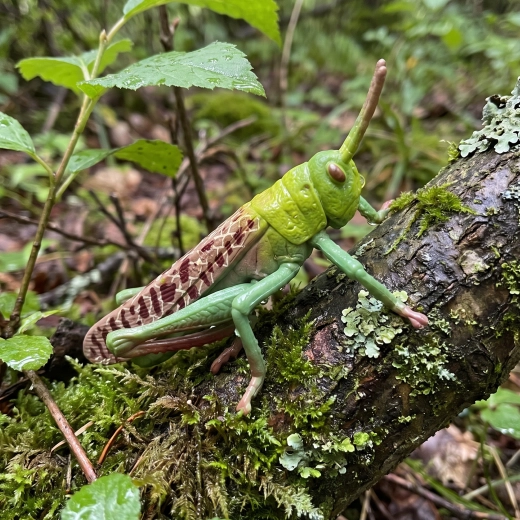 Scoprire la natura divertendosi