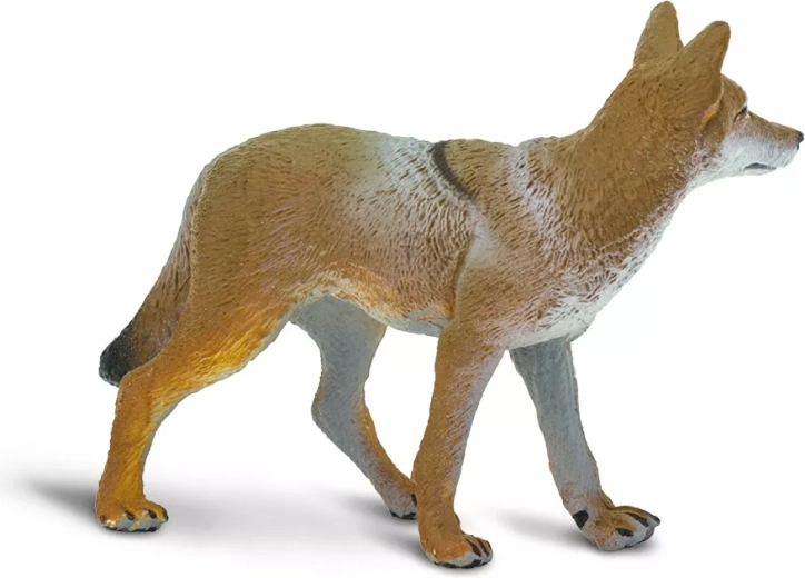 Aspetto fedele del coyote