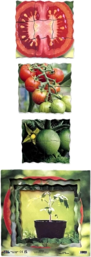 Quattro fasi della crescita del pomodoro