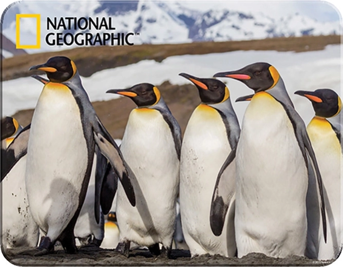 Set magnetico 3D – pinguini PRIME 3D