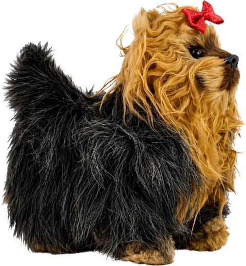 Aspetto adorabile da Yorkshire Terrier