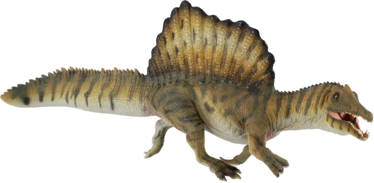 Caratteristica vela dorsale