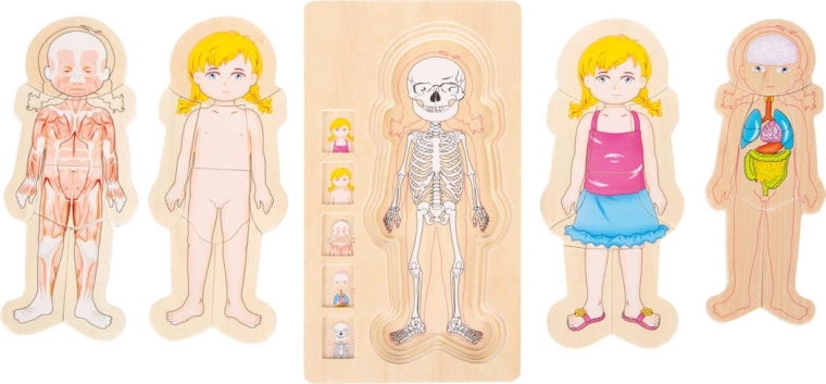 Anatomia in strati chiari
