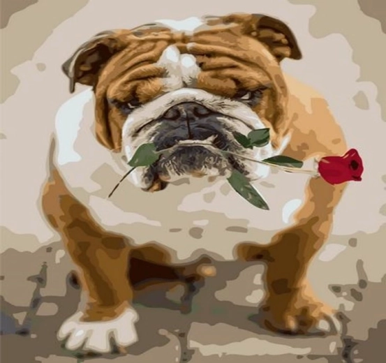 Norimpex Dipingere con i numeri bulldog con rosa 40 × 50 cm
