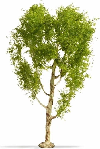 Noch Master Tree betulla pubescente 21 cm