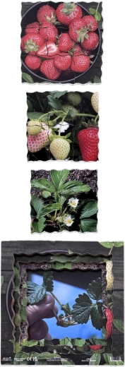 Quattro fasi della crescita della fragola