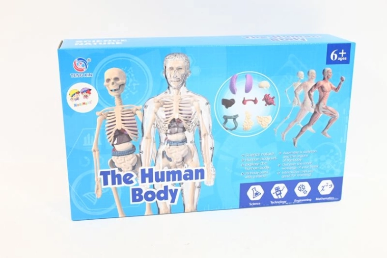 Modello anatomico del corpo umano