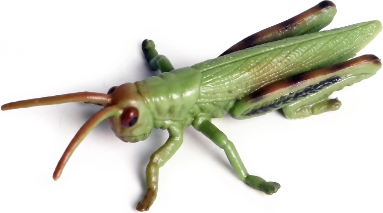 Aspetto realistico della cavalletta