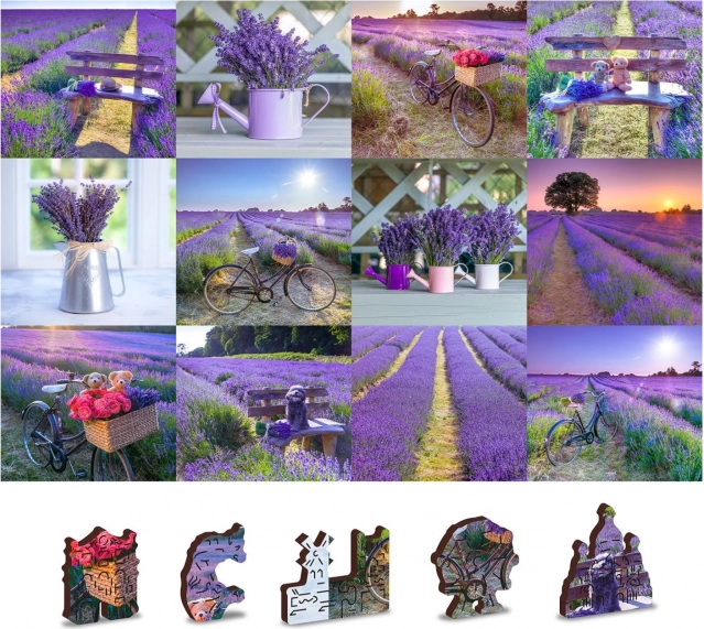 Motivo della Francia della lavanda
