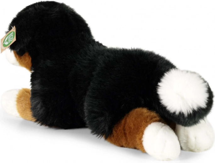 Aspetto fedele del cane da montagna bernese